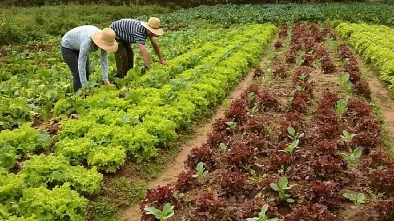 Plano Safra 2023/24 será lançado dia 27 de junho, afirma ministro 2 Recursos para pequenos agricultores será anunciado em 28 de junho.