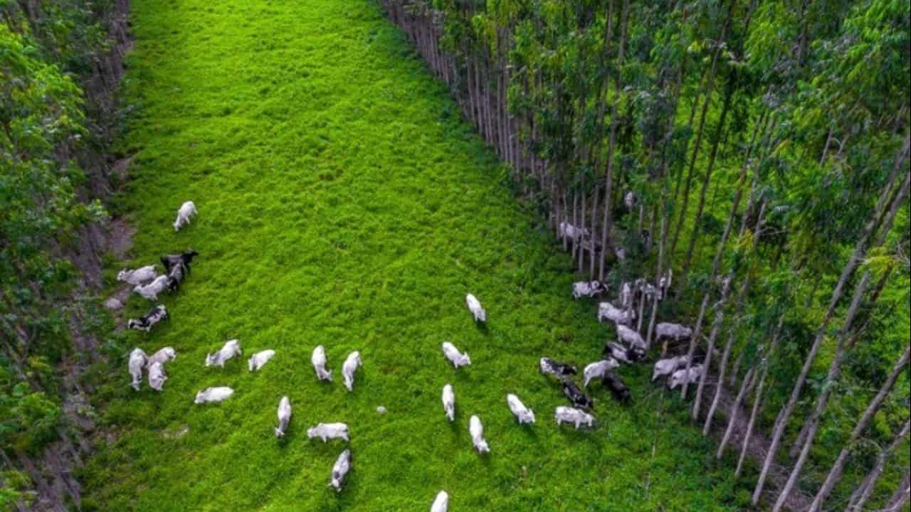 Preservação Ambiental Ligada Ao Crescimento Do Agronegócio é Destaque Em Goiás 0506