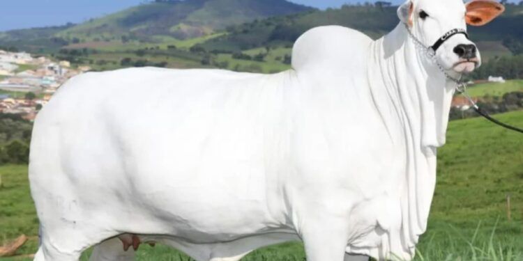 Vaca mais cara do mundo: Nelore brasileira é avaliada em mais de R$ 20 milhões