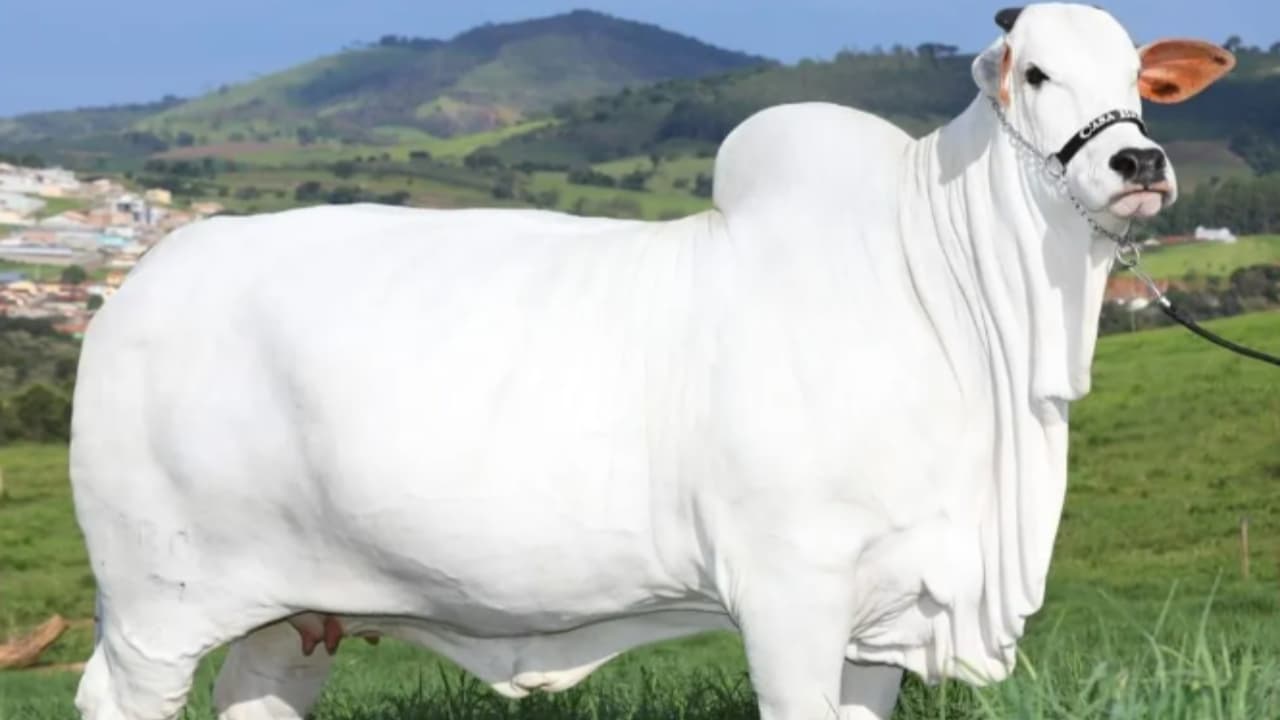 Vaca mais cara do mundo: Nelore brasileira é avaliada em mais de R$ 20 ...