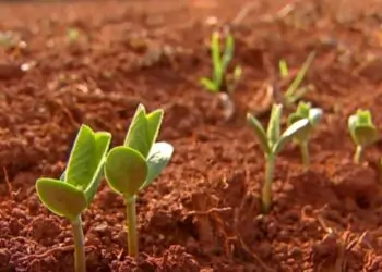 Vazio sanitário da soja começa em junho, mas segue durante o ano em diferentes regiões do país.
