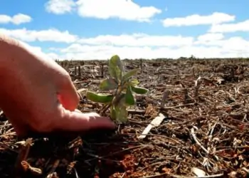 Vazio sanitário da soja é estratégia de manejo para reduzir ferrugem asiática.
