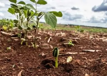 Vazio sanitário da soja vai de 15 de junho a 15 de setembro em Mato Grosso.