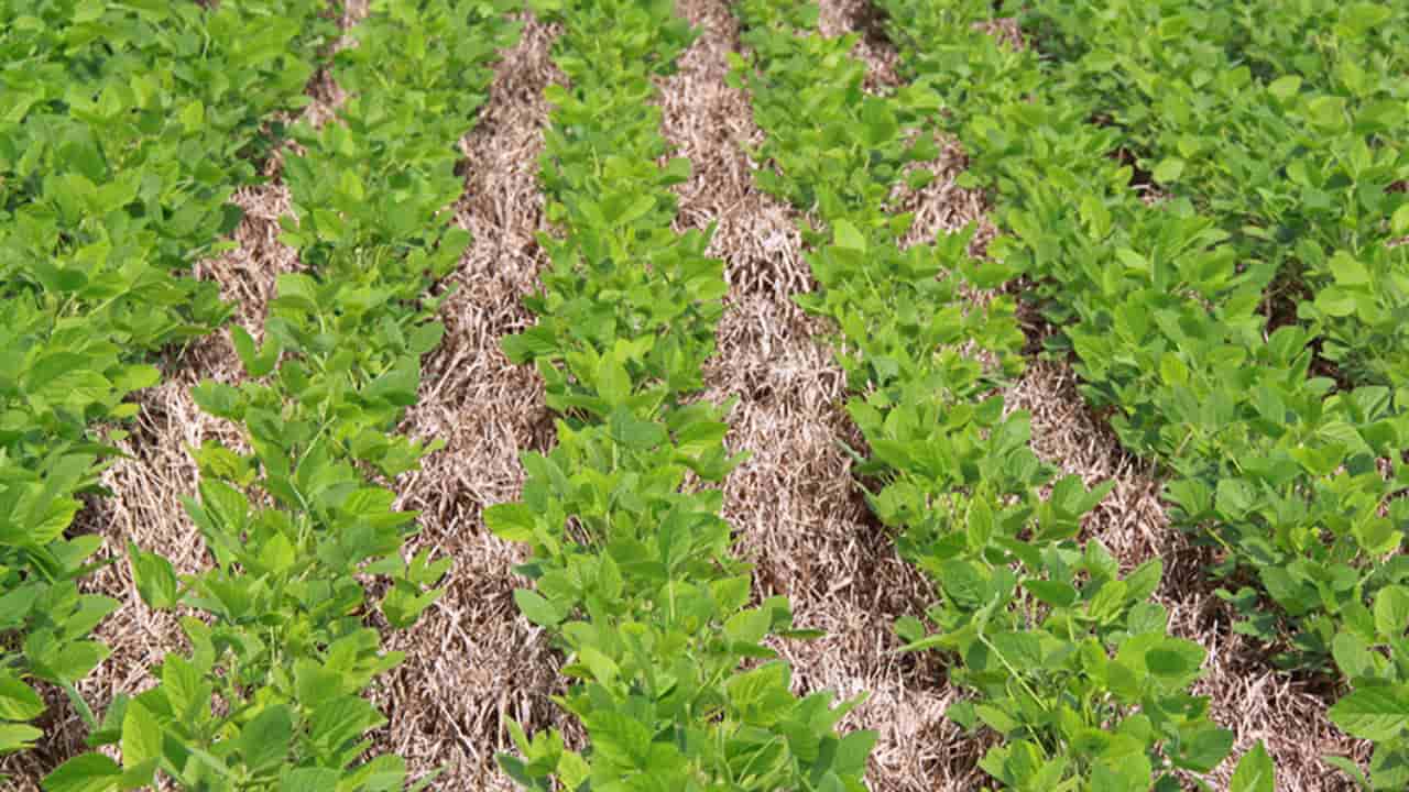 Integração Lavoura-Pecuária: clima no Vale do Araguaia é potencial para ...