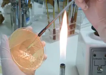 O ativo biológico foi produzido a partir de três vírus capazes de infectar bactérias que são ativos do Brasil.