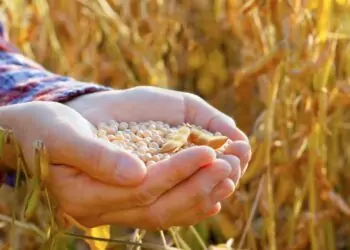Brasil é referência no desenvolvimento de tecnologias sustentáveis da cultura.