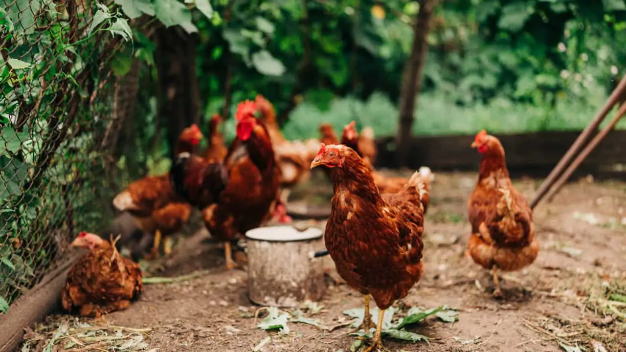 Brasil registra 65 casos em aves silvestres e dois em aves domésticas. 