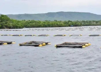 crescimento da piscicultura