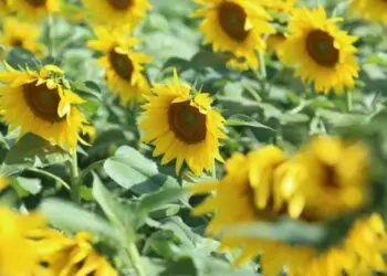 colheita de girassol