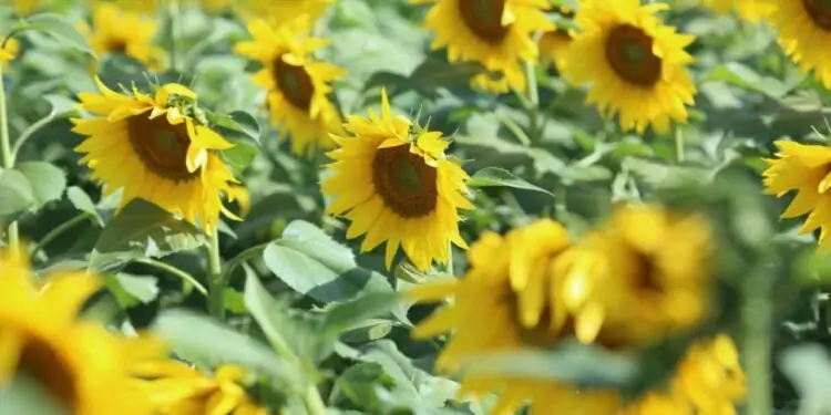 Prazo para fim da colheita de girassol termina no sábado (15), em Goiás 1 colheita de girassol