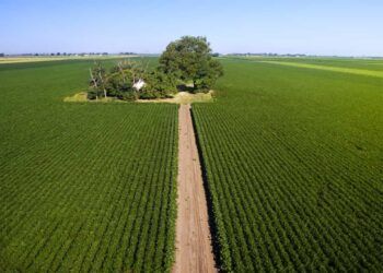 Saiba quem são os agricultores que lideram a produtividade de soja no Brasil