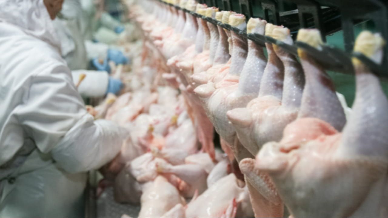 Santa Catarina é o segundo maior exportador de carne de frango do Brasil.