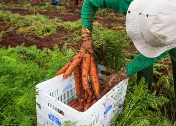 Agropecuária foi o segundo setor que mais criou postos de trabalho em junho.