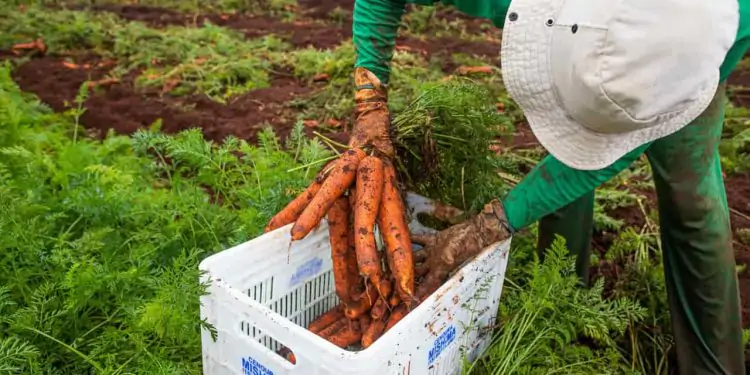 Agropecuária gerou mais de 86 mil empregos no 1º semestre de 2023 1 Agropecuária foi o segundo setor que mais criou postos de trabalho em junho.