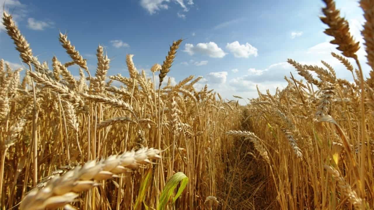 Área plantada de soja, milho e trigo registraram crescimento. 