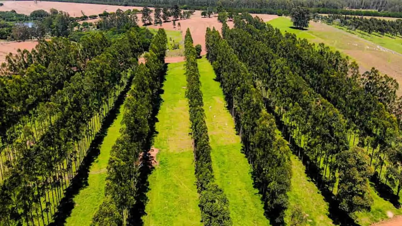 Árvores no pasto promovem bem-estar animal e contribuem para absorver o carbono atmosférico.