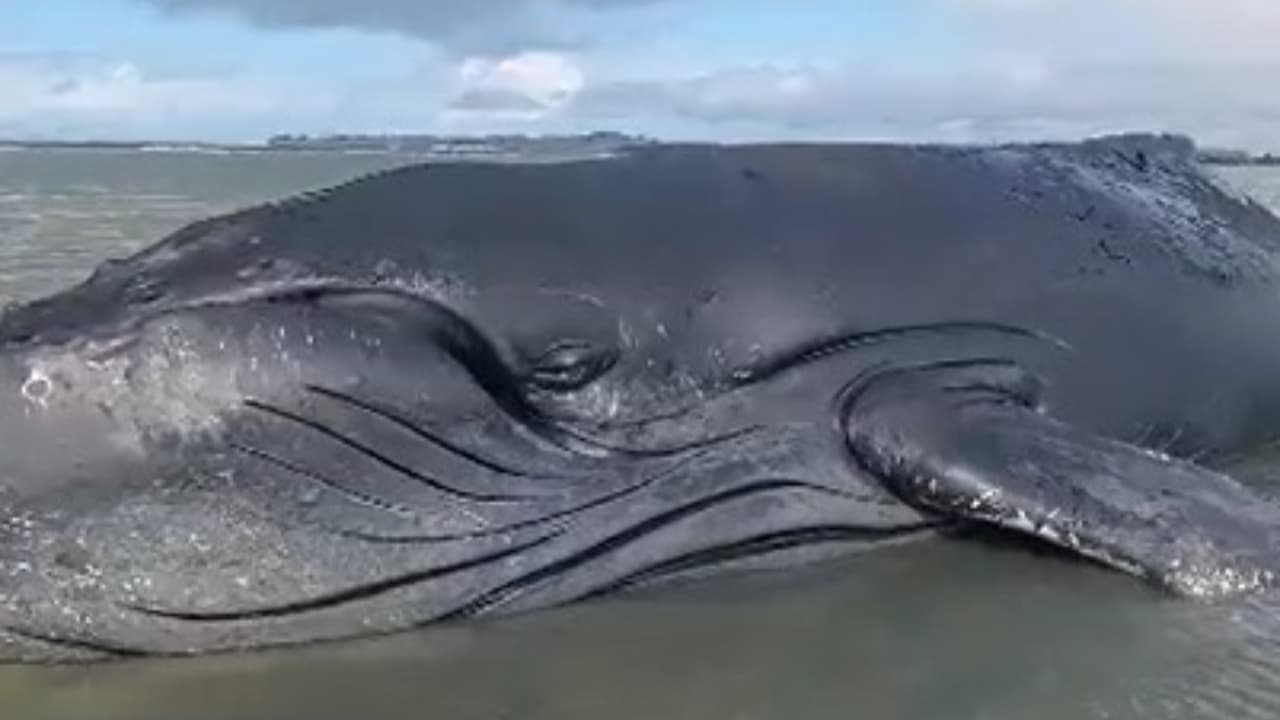 morre baleia encalhada