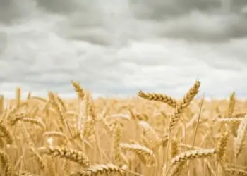 Boas práticas de manejo ajudam a reduzir perdas com a maior umidade.