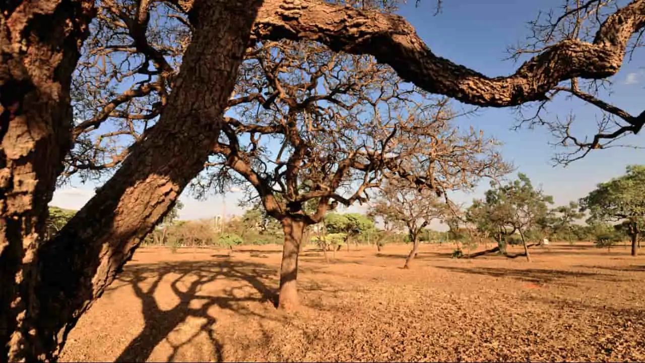 cerrado brasileiro