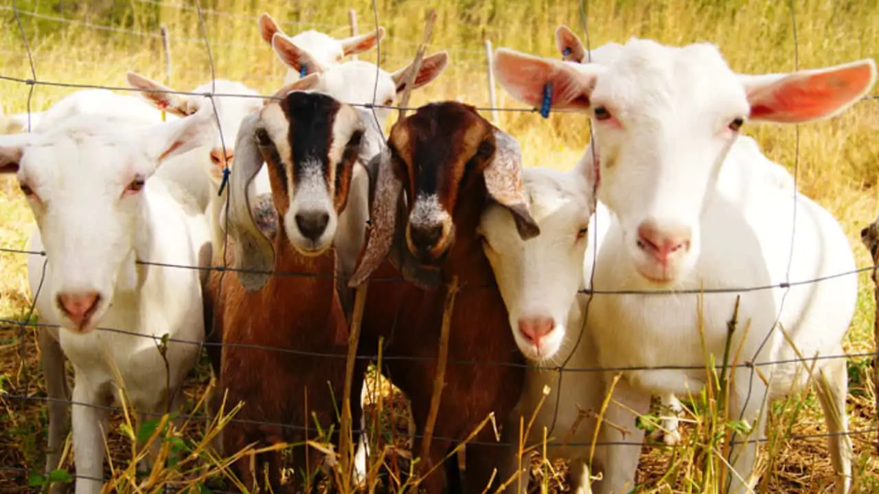 Cursos ensinam sobre o manejo e a gestão da caprinocultura e ovinocultura. 