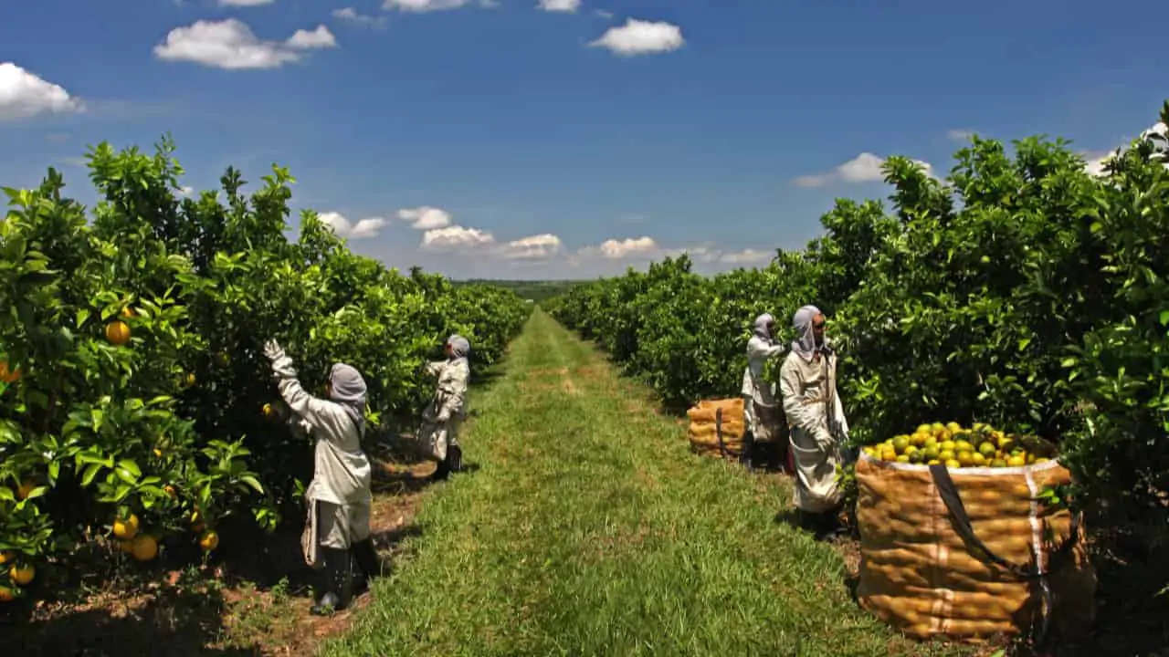 Agropecuária gerou mais de 86 mil empregos no 1º semestre de 2023 3 Destaque para agricultura nas culturas de frutas e grãos.