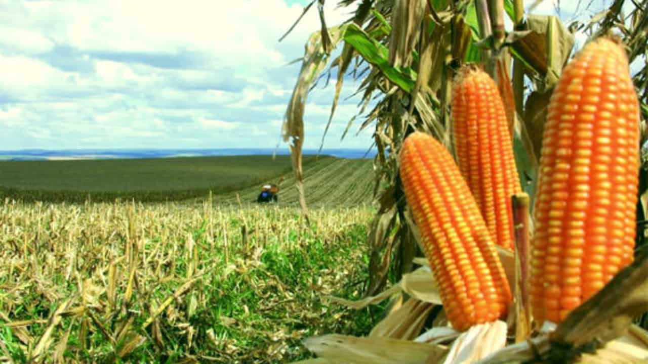 Desvalorização no milho impulsionou queda nos custos de produção. 