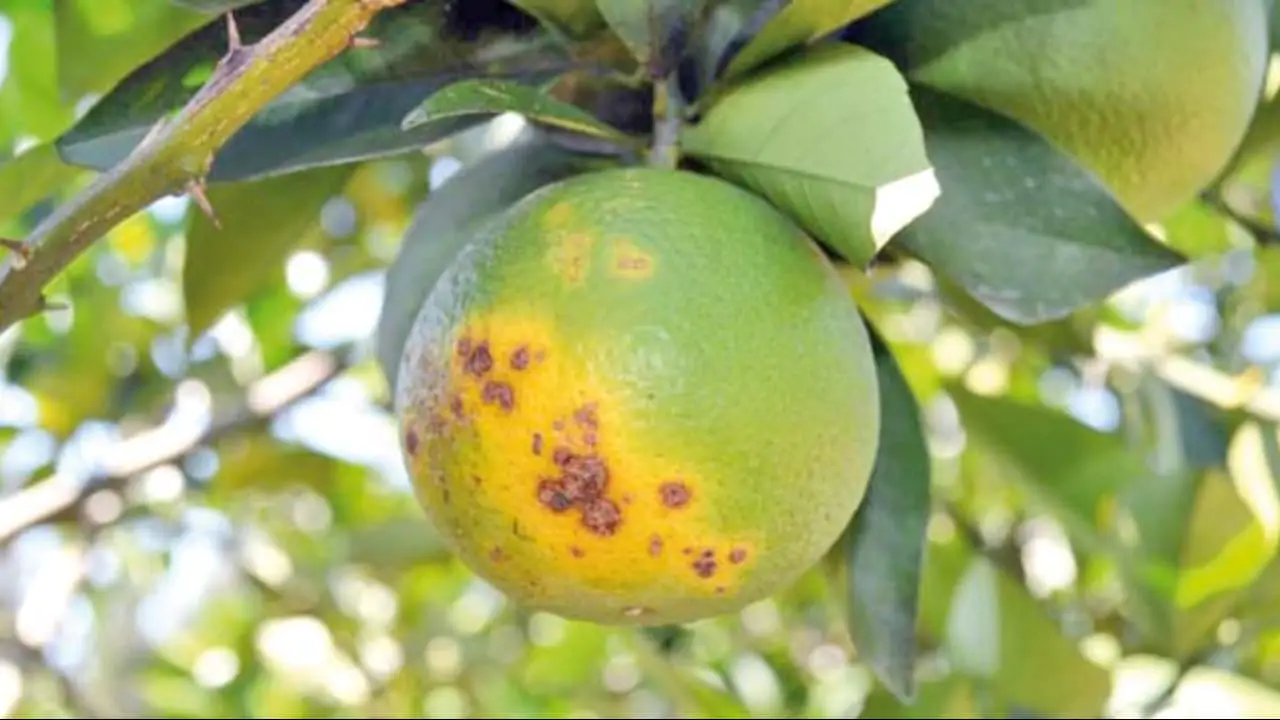 Doenças como o greening impedem a evolução das áreas de laranja.