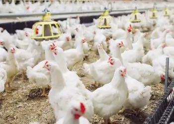 Estudo levanta hipótese de disseminação da doença em granjas comerciais no Brasil.