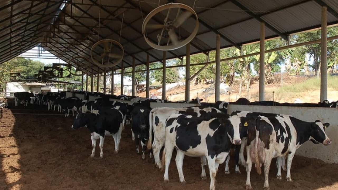 Interleite 2023 evento da pecuária leiteira acontece em 2 e 3 de agosto, em GoiâniaGO Interleite 2023 evento da pecuária leiteira acontece em 2 e 3 de agosto, em GoiâniaGO