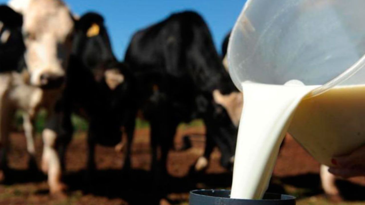 Gestão e tecnologia impulsionam a produção de leite e rentabilidade.