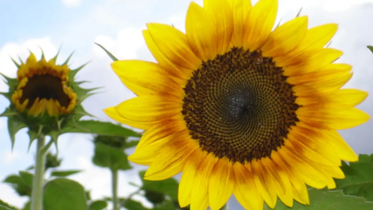 Prazo para fim da colheita de girassol termina no sábado (15), em Goiás 3 girassol