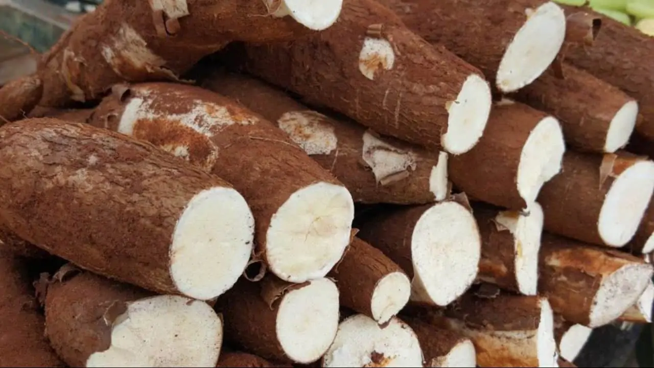 Cotações de mercado: confira as perspectivas para soja, milho e mandioca 3 mandioca