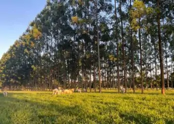 Manejo das árvores no sistema silvipastoril proporcionou aumento da produção da forragem.
