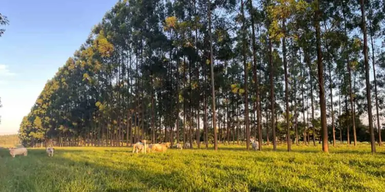 Manejo das árvores no sistema silvipastoril proporcionou aumento da produção da forragem.