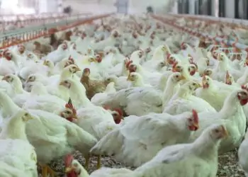 Medida busca conter avanço da doença e efetivar ações do governo nas unidades.