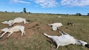 Milhares de cabeças de gado morreram por conta do frio no Brasil em 2023. 