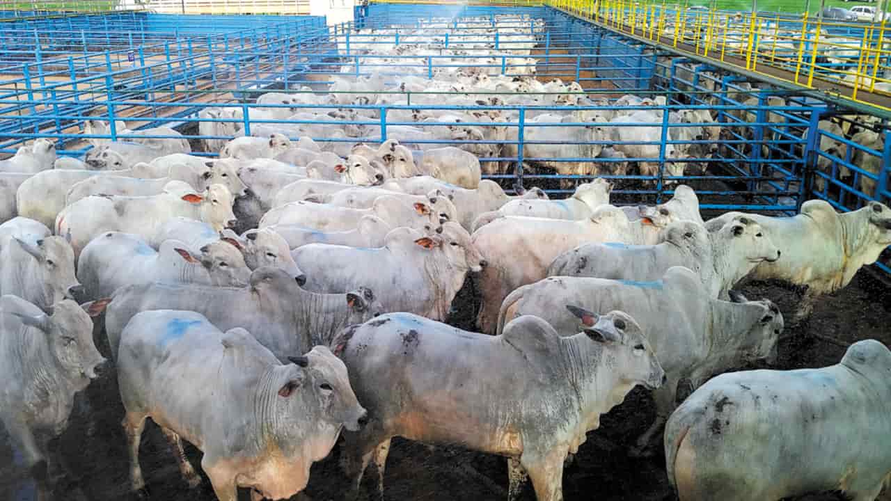 No mercado interno, preços foram sustentados pela menor oferta de abate. 