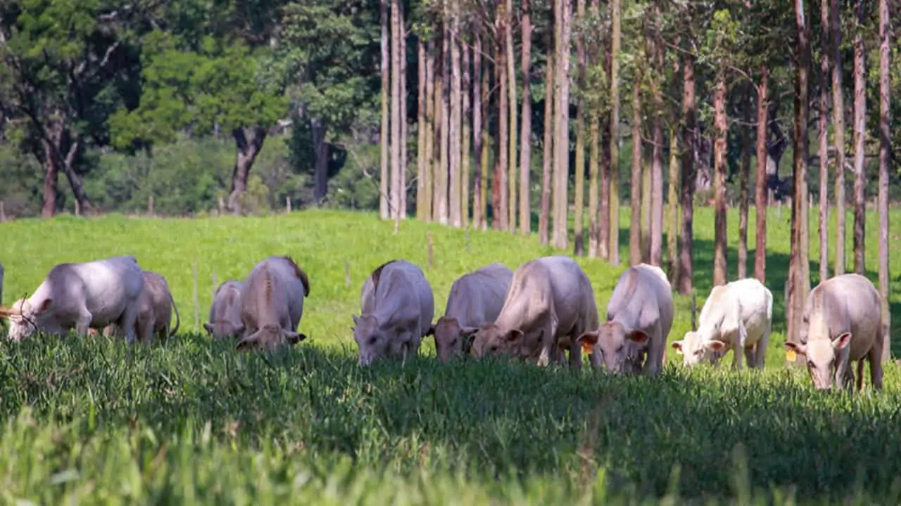 Pastagem integrada às arvores representa melhor qualidade da alimentação animal.