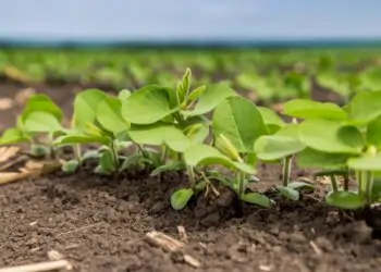 Período de plantio da soja será limitado de 100 dias corridos.