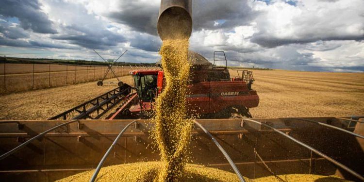 Produção de grãos deve alcançar 48 milhões de toneladas no período.