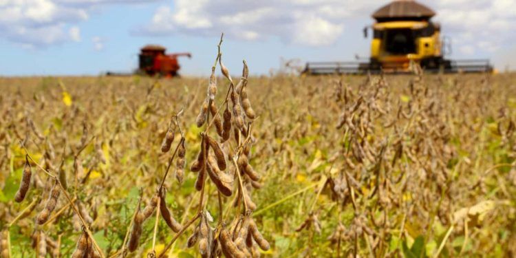 Produção de grãos no Brasil aumenta quase 45 milhões de toneladas nesta safra.
