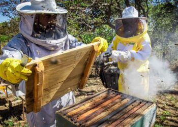 Produção de mel tem gerado renda para agricultores familiares.