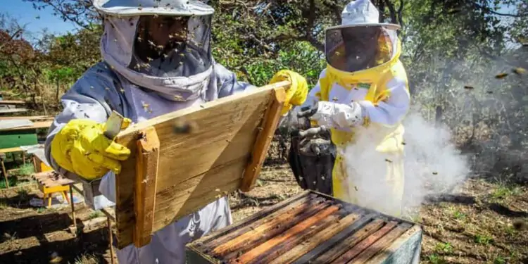 Cursos gratuitos do Senar ensinam sobre produção de mel 1 Produção de mel tem gerado renda para agricultores familiares.