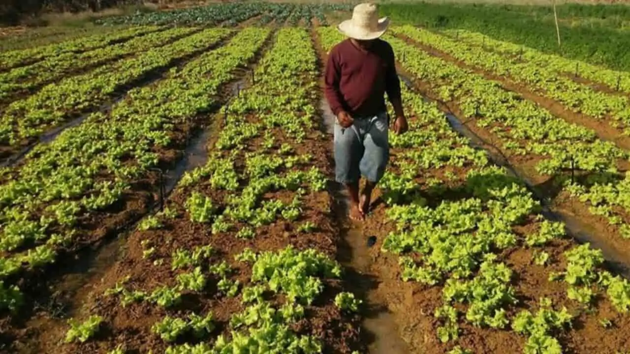 Programas como o Pronamp, Pronaf e Proagro sofreram algumas alterações. 