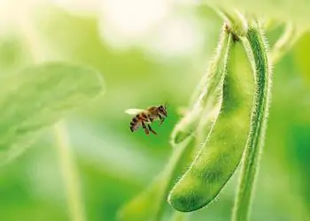 Projeto vai unir em plataforma dados sobre contaminação de abelhas.