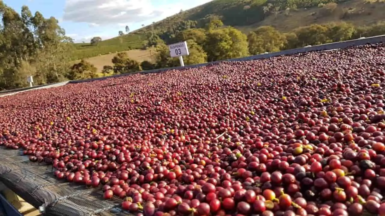 Queda se deu por conta de adversidades climáticas na safra brasileira. 