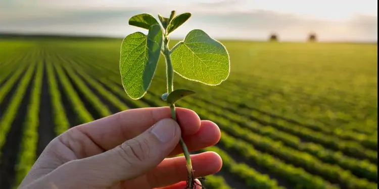 CNA pede mais R$ 1 bilhão em recursos para o seguro rural em 2023 1 Recursos asseguram a manutenção da agropecuária brasileira.