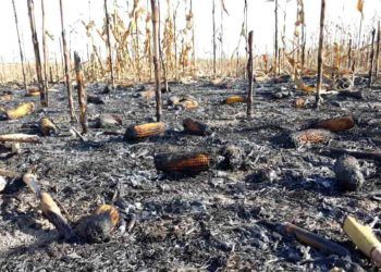Seca aumenta risco de queimadas em áreas agrícolas.