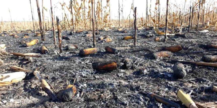 Seca aumenta risco de queimadas em áreas agrícolas.