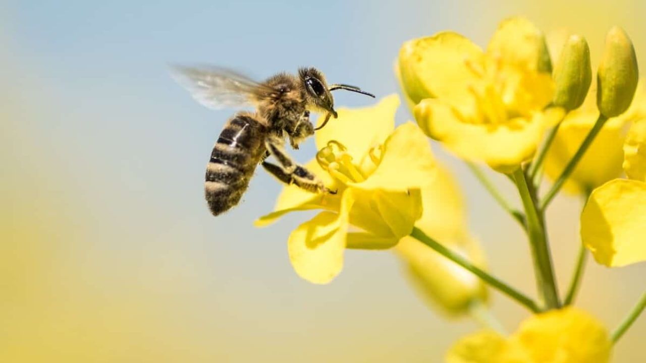 Setenta por cento das culturas agrícolas são polinizadas pelas abelhas.